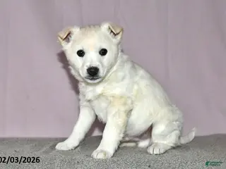 Mixed Breed dogs Lincoln - Ad 9