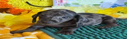 Miniature Dachshund dogs for sale: Speckles Wire - Ad 2
