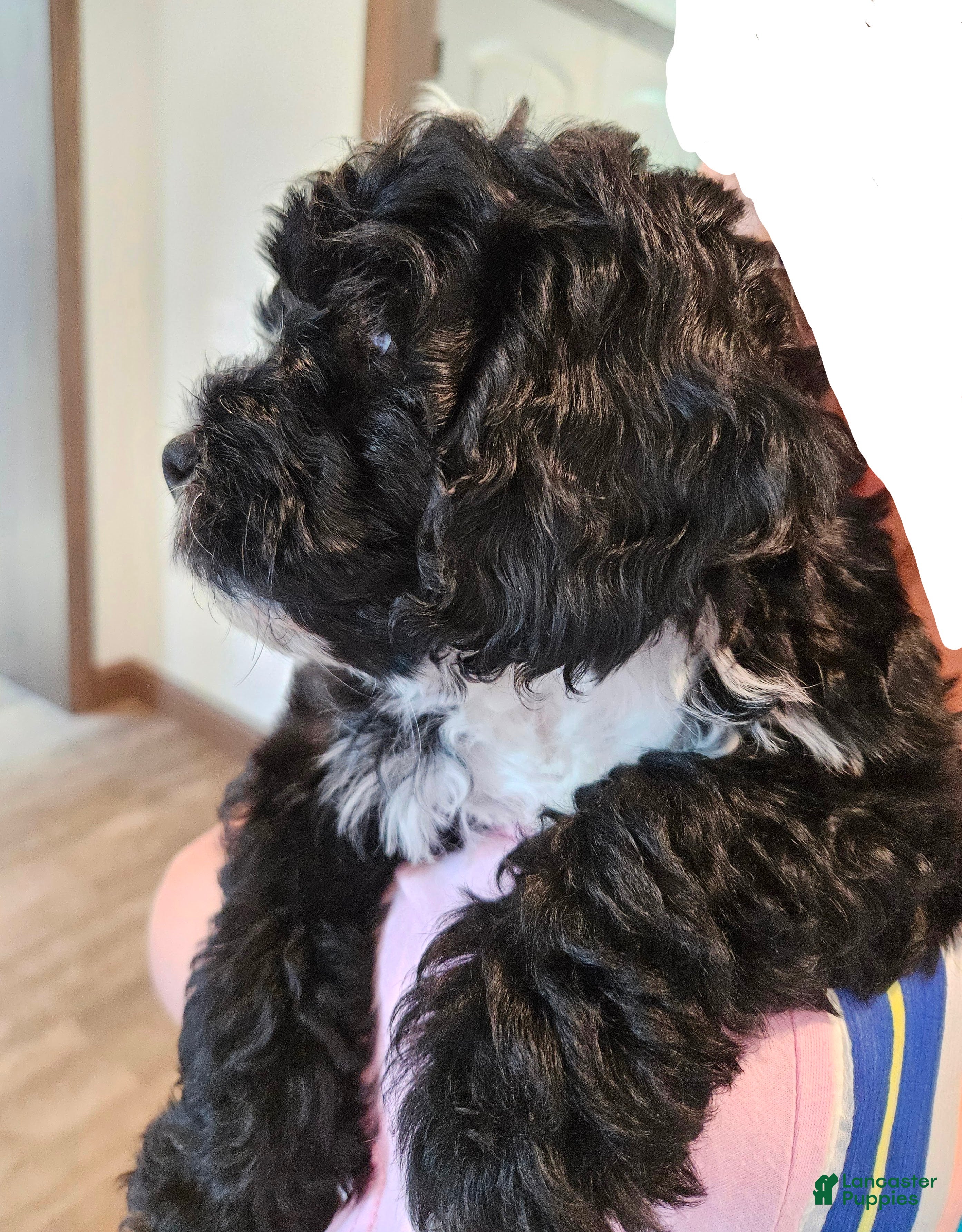 Mini Bernedoodle dogs Carrie - Ad 2