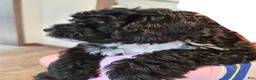 Mini Bernedoodle dogs for sale: Carrie - Ad 3