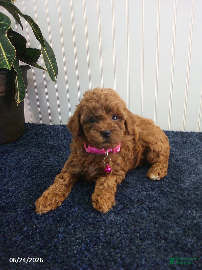 Toy Poodle dogs Tina - Ad 2