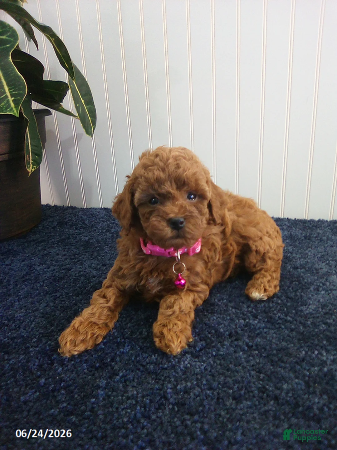 Toy Poodle dogs for sale: Tina - Ad 2