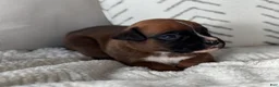 Boxer dogs for sale: Rex - Ad 7