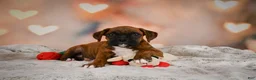 Boxer dogs for sale: Missy - Ad 5