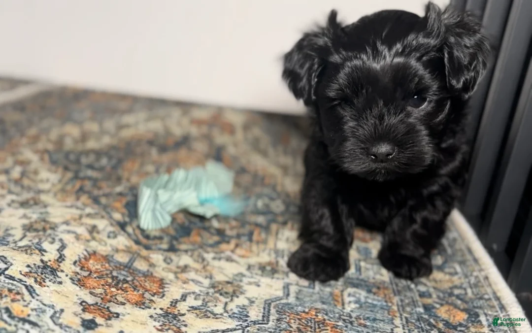 Mixed Breed dogs for sale: Queen - Ad 2