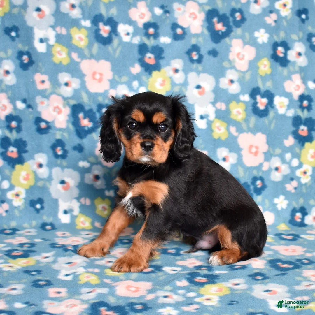 Cavalier King Charles Spaniel dogs for sale: Rudy | Genetically Screened  - Ad 3