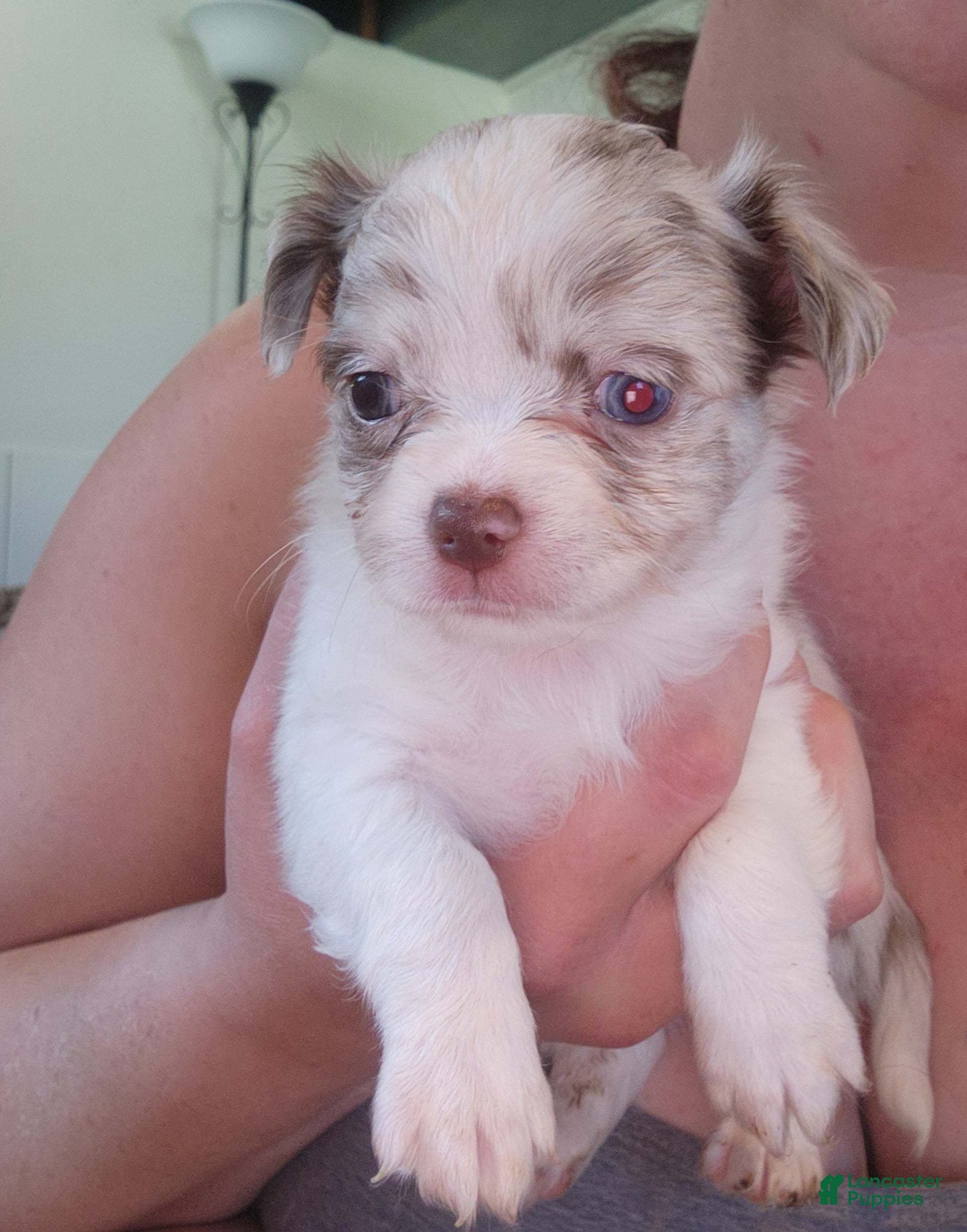 Chihuahua dogs Cookie Dough - Ad 10