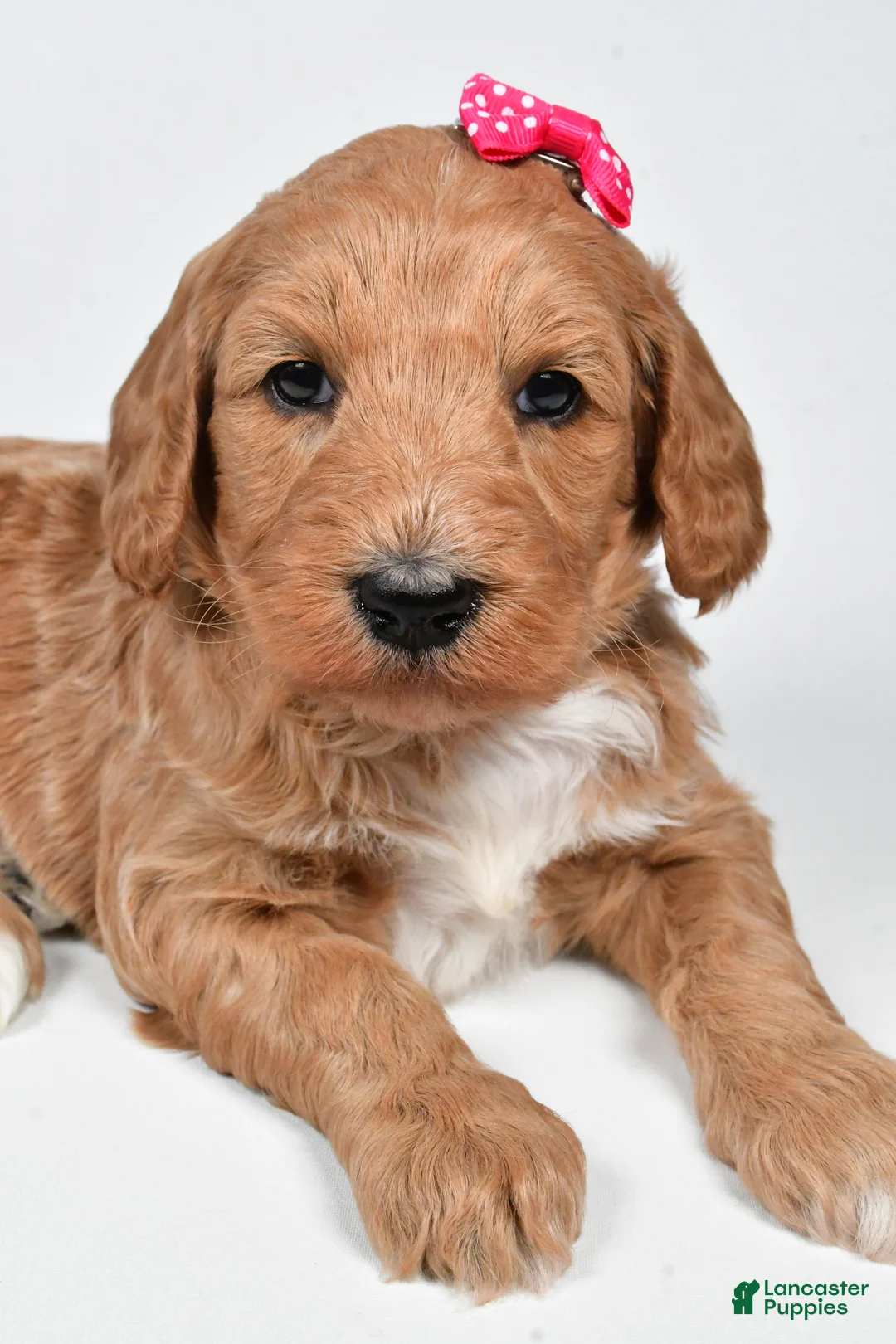 Standard Poodle dogs for sale: Faith - Ad 8