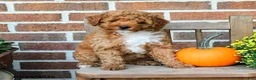 Miniature Poodle dogs for sale: Flora    - Ad 1