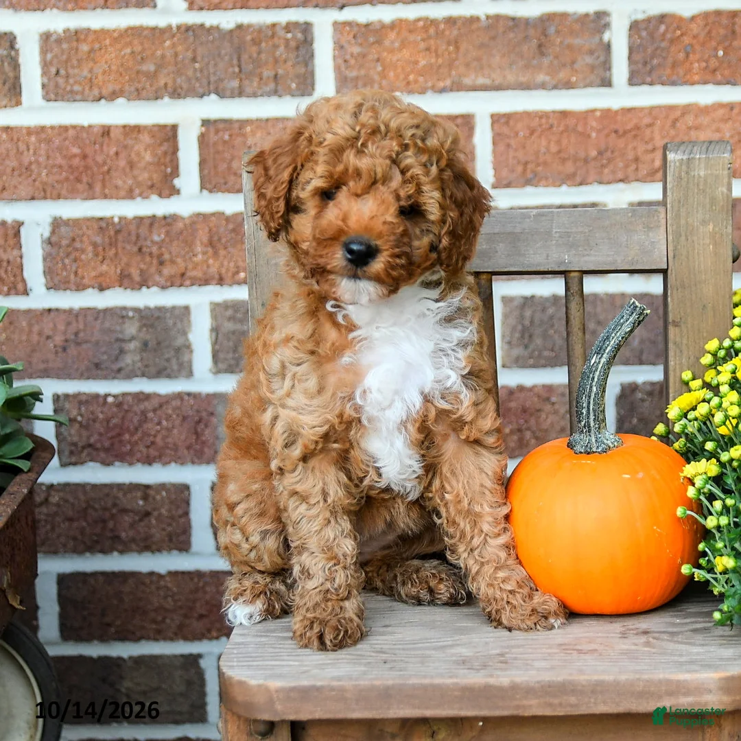 Miniature Poodle dogs for sale: Flora    - Ad 1