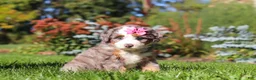 Mini Bernedoodle dogs for sale: Jasmine🩷  - Ad 4