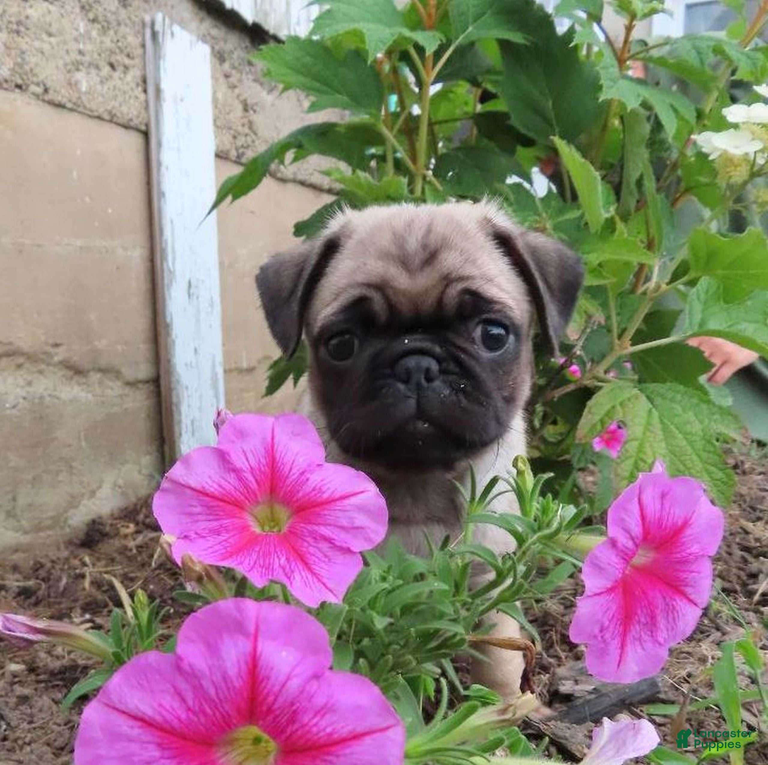 Pug dogs Gemma - Ad 17