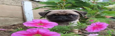 Gemma