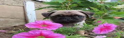 Pug dogs for sale: Gemma - Ad 1