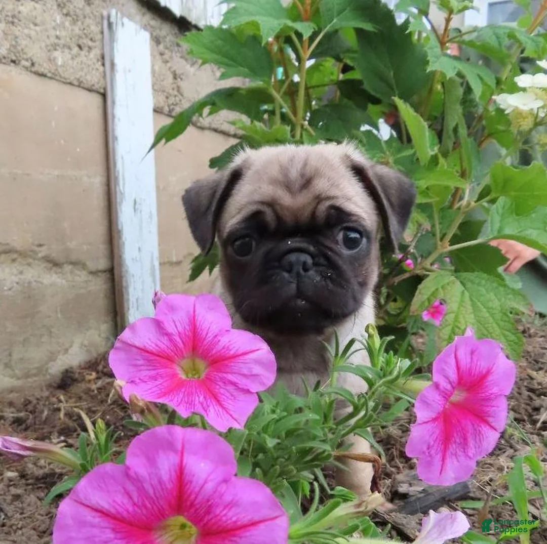 Pug dogs for sale: Gemma - Ad 1