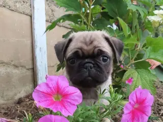 Pug dogs Gemma - Ad 17