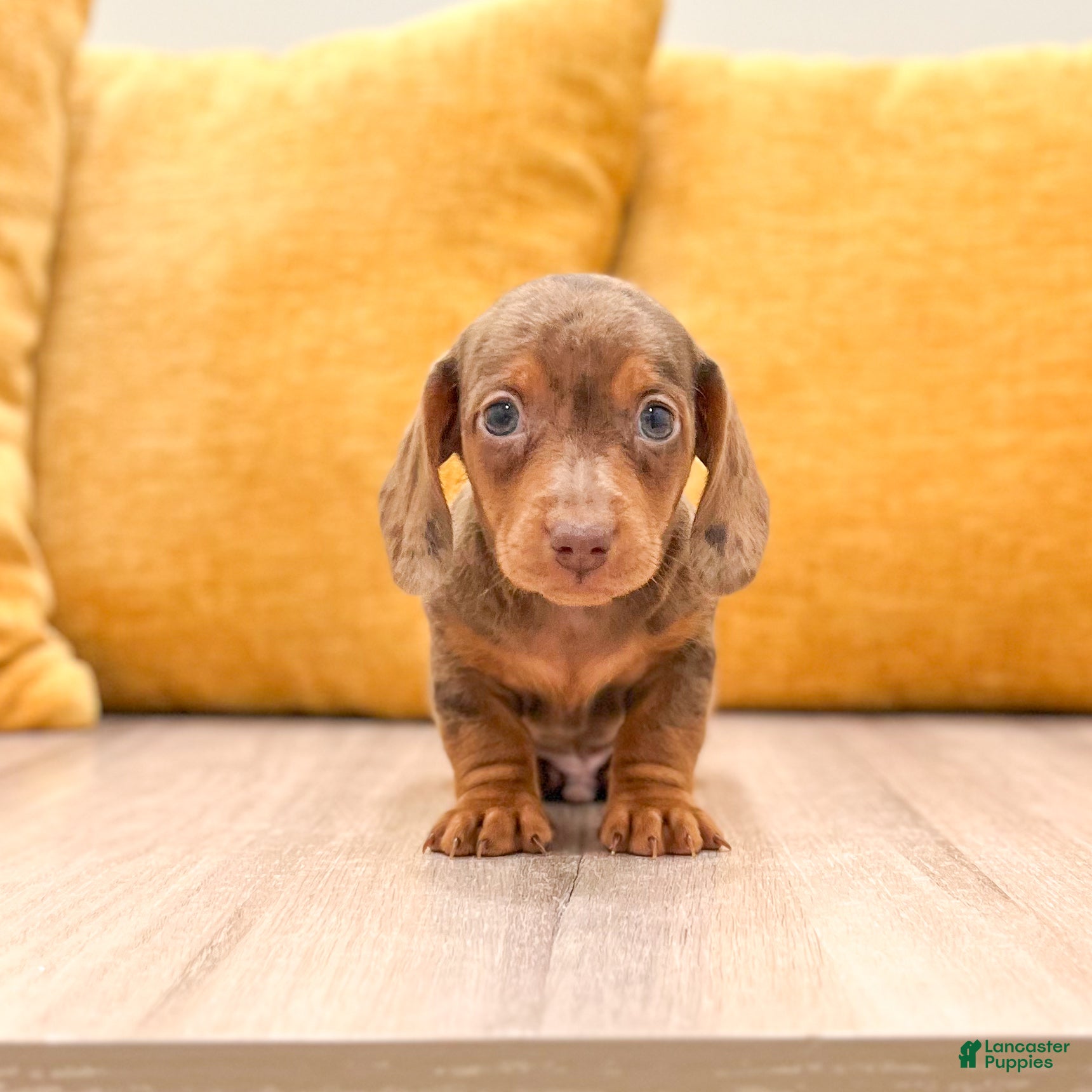 Miniature Dachshund dogs Duke - Ad 1