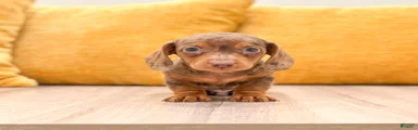 Duke