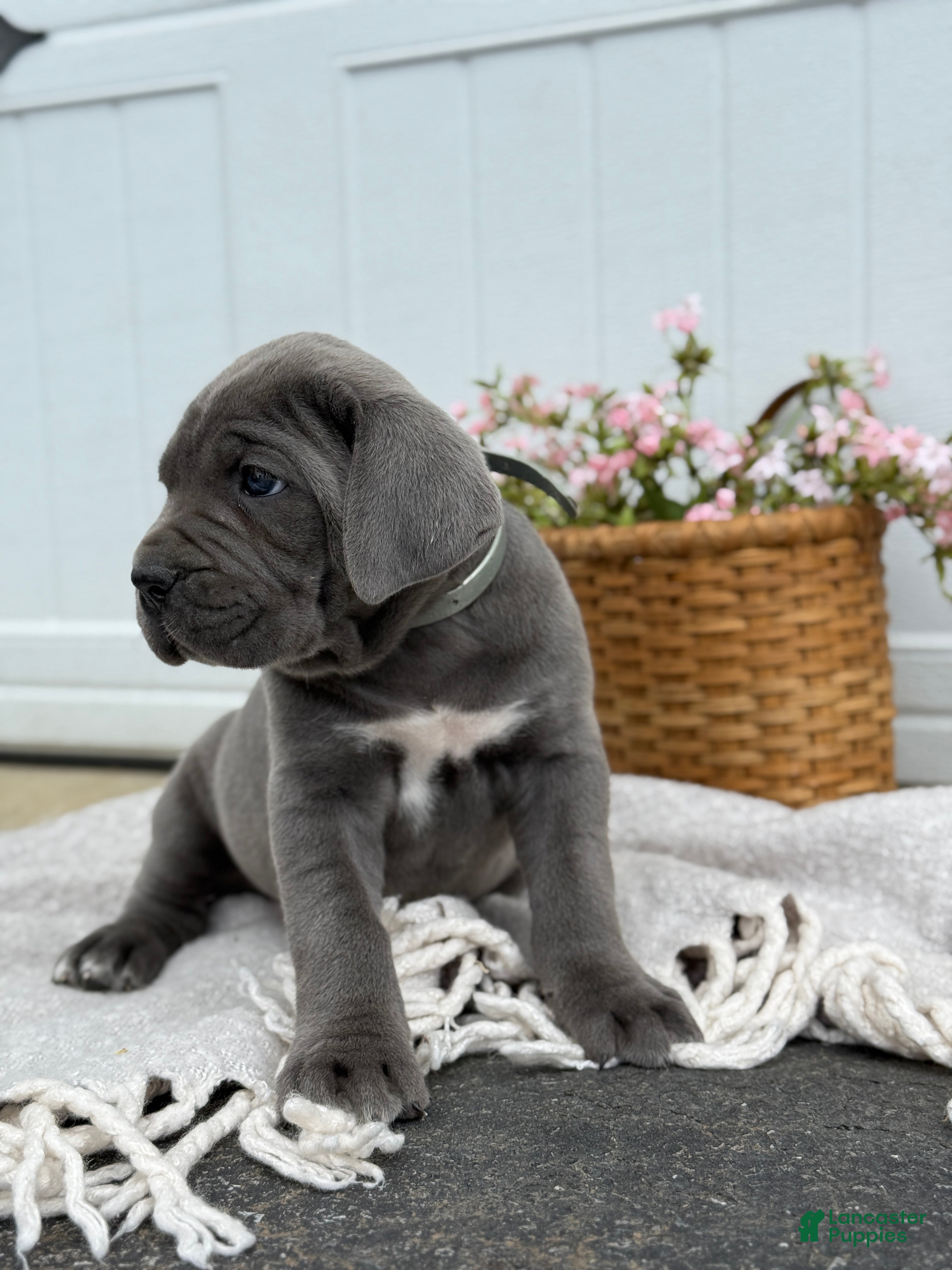 Cane Corso dogs Bianca - Ad 2