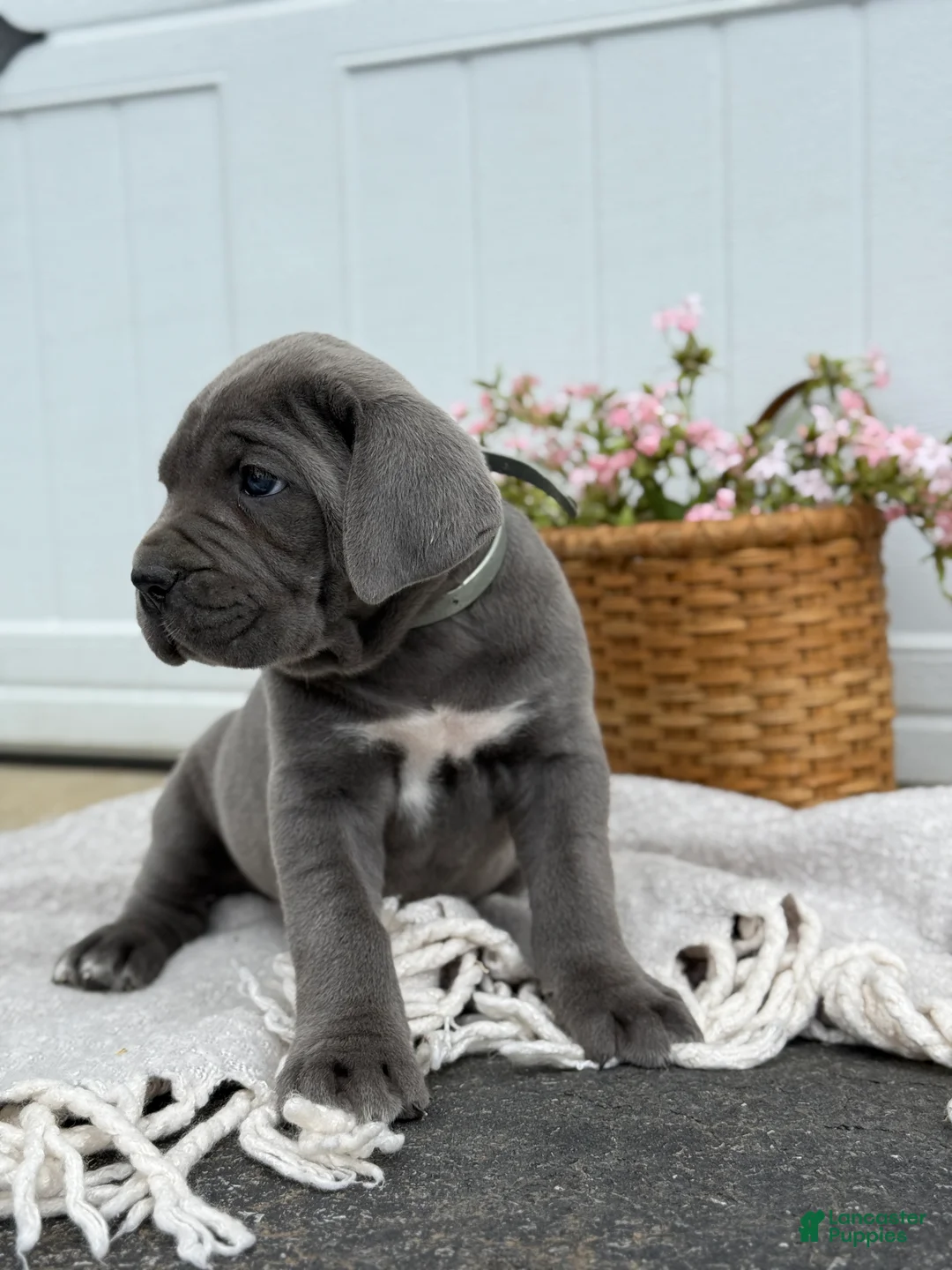 Cane Corso dogs for sale: Bianca - Ad 2