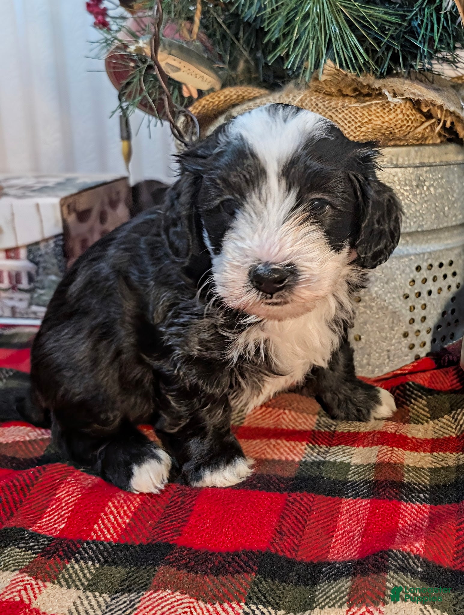 Mini Sheepadoodle dogs Buck - Ad 12