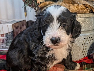 Mini Sheepadoodle dogs Buck - Ad 9