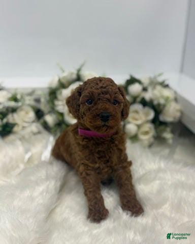 Toy Poodle dogs Ginger - Ad 32