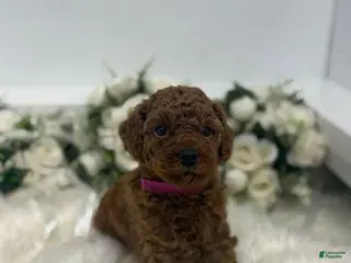 Toy Poodle dogs Ginger - Ad 10