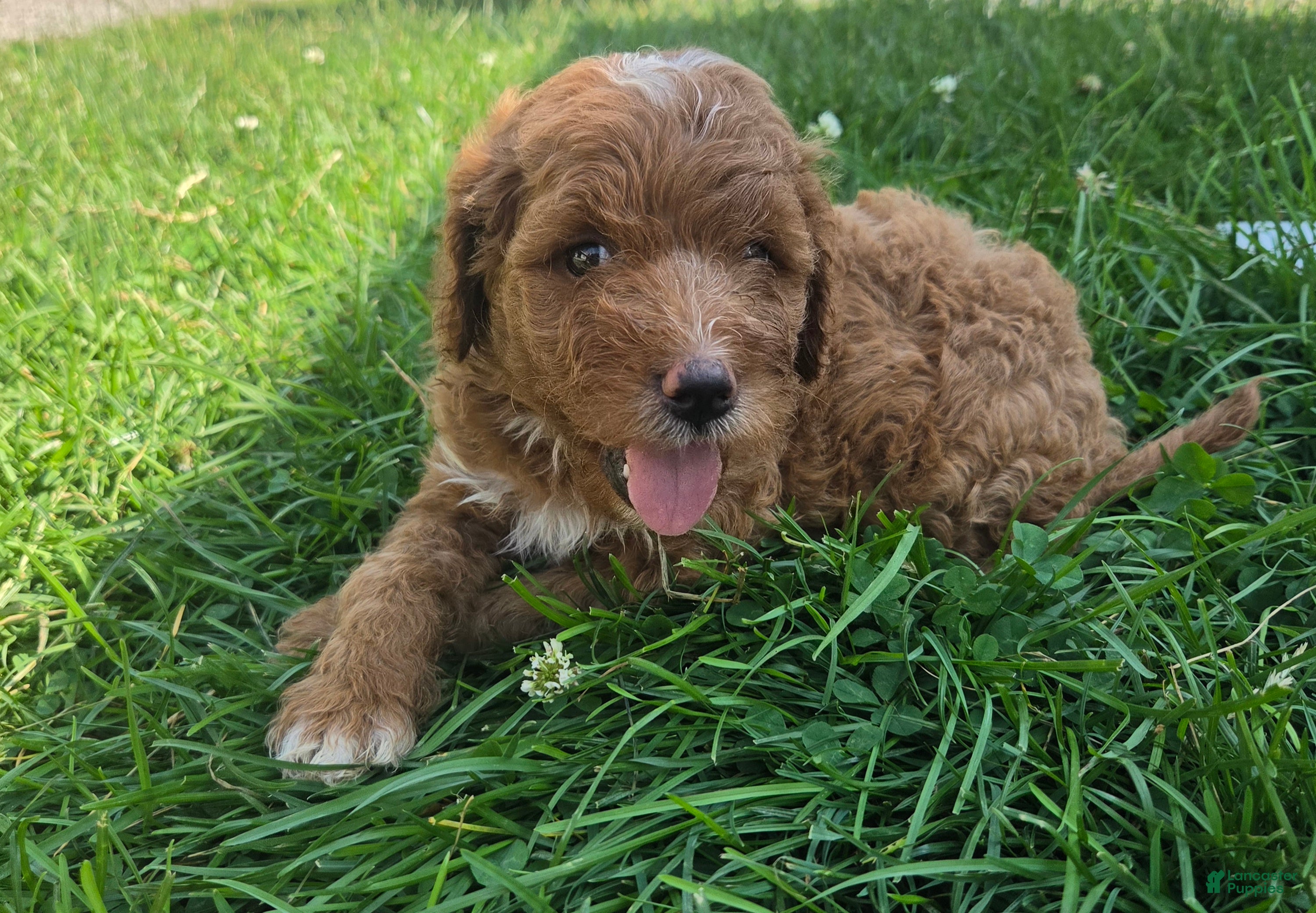 Cavapoo dogs Peanut - Ad 1