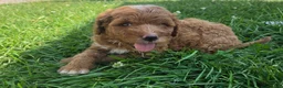Cavapoo dogs for sale: Peanut - Ad 1