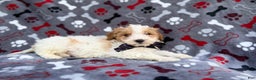 Cavapoo dogs for sale: Lincoln - Ad 7