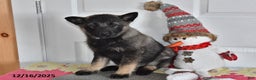 Norwegian Elkhound dogs for sale: Wolf  - Ad 2