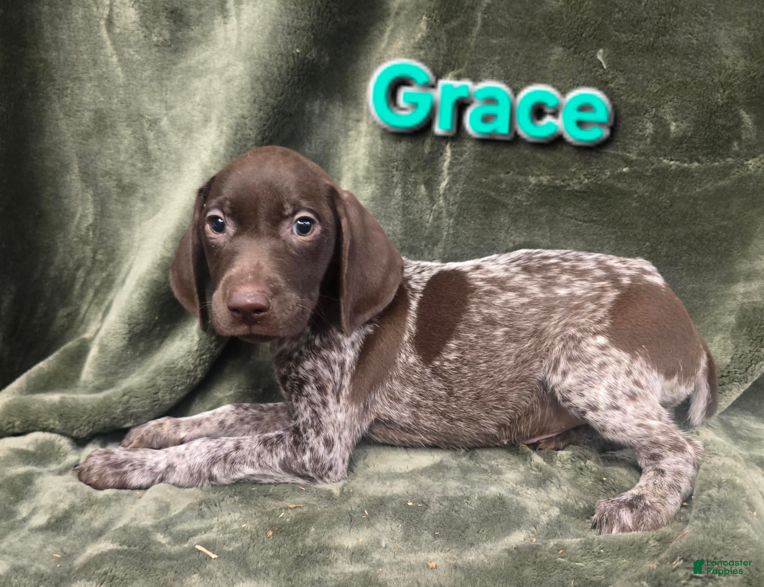 German Shorthaired Pointer dogs GRACE - Ad 38