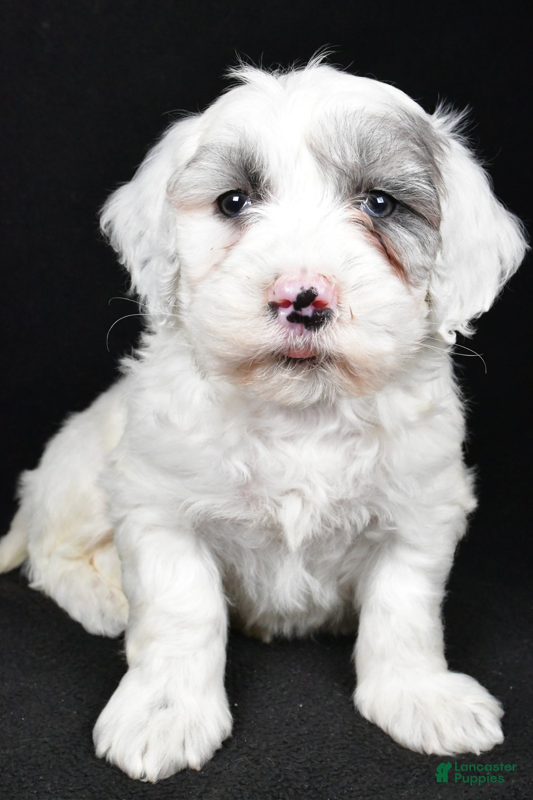 Mixed Breed dogs for sale: Sunny - Ad 6