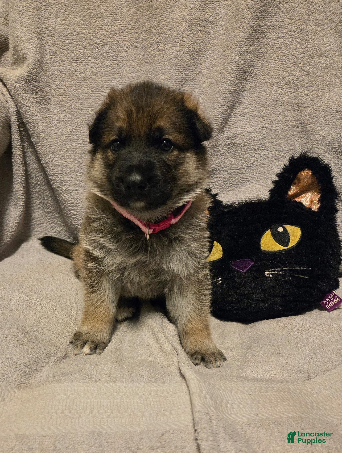 German Shepherd dogs Molly - Ad 1
