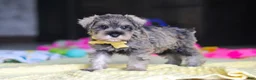 Miniature Schnauzer dogs for sale: Henry - Ad 5