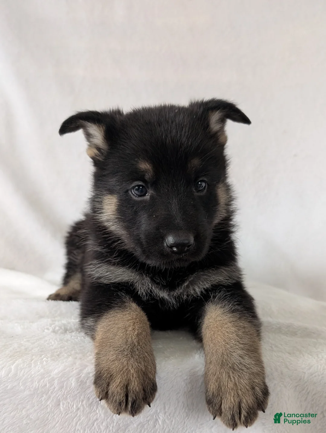 German Shepherd dogs for sale: Raina - Ad 11