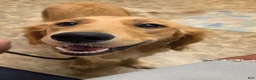 Golden Retriever dogs for sale: Montana (dark blue) - Ad 3