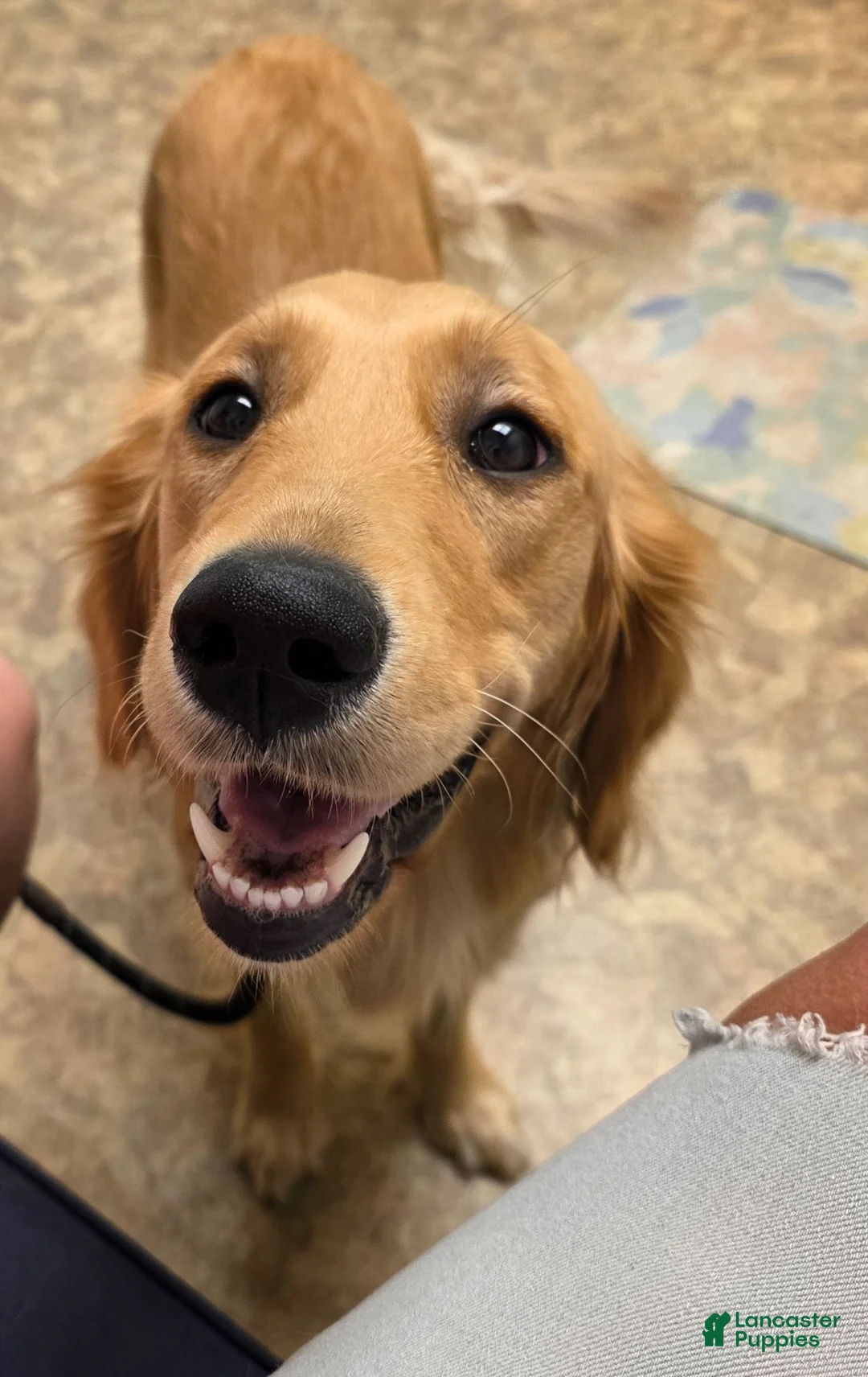 Golden Retriever dogs for sale: Virgina (purple) - Ad 2