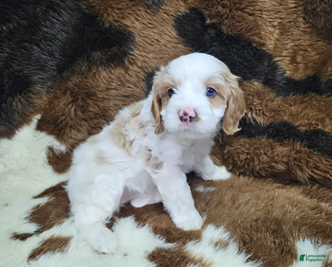 Cavapoo dogs for sale: F1 Honey - Ad 1