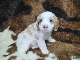 Cavapoo dogs F1 Honey - Ad 32