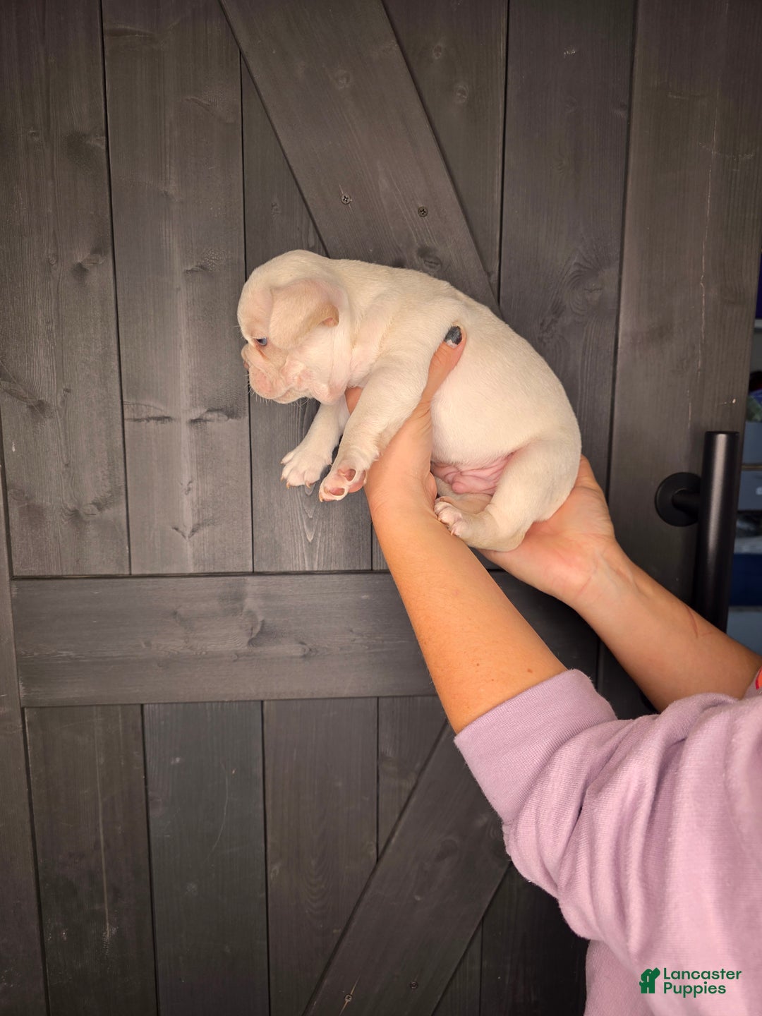 French Bulldog dogs for sale: French Bulldog Puppy 1 - Ad 3