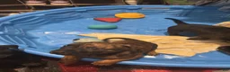 American Pit Bull Terrier dogs for sale: Tigger - Ad 6