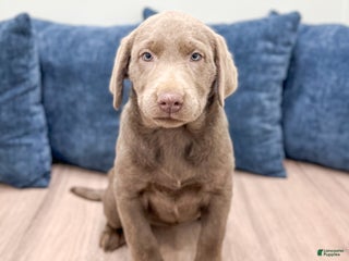Labrador Retriever dogs Sadie - Ad 32