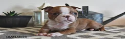 Boston Terrier dogs for sale: Barney - Ad 3