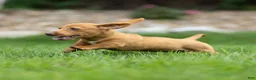 Miniature Dachshund dogs for sale: Mylan Miniature Dachshund  - Ad 8