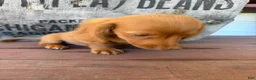 Miniature Dachshund dogs for sale: Toby - Ad 12
