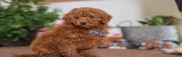 Miniature Poodle dogs for sale: Freddy - Ad 5