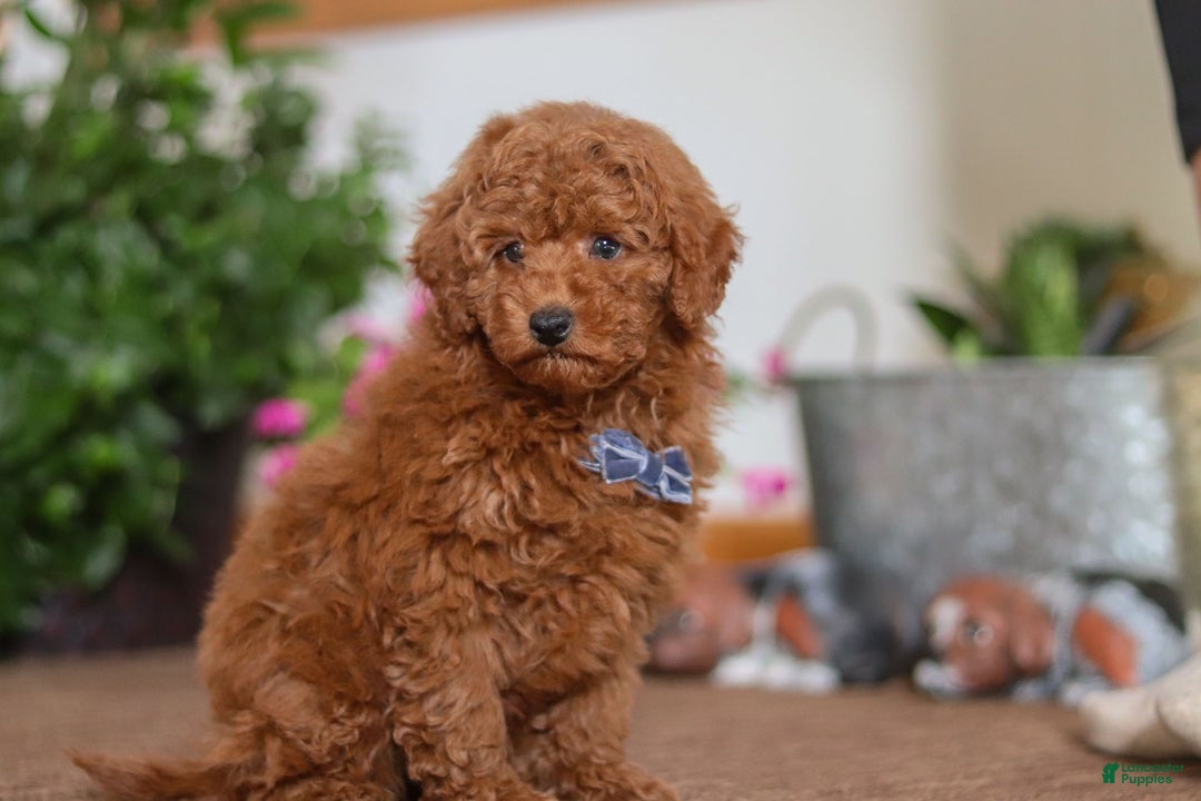 Miniature Poodle dogs for sale: Freddy - Ad 5