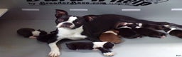 Boston Terrier dogs for sale: Vinnie AKC - Ad 5